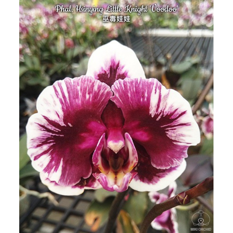 Орхiдея Phal. Hsinying Little Knight Voodoo - купити, доставка Україна